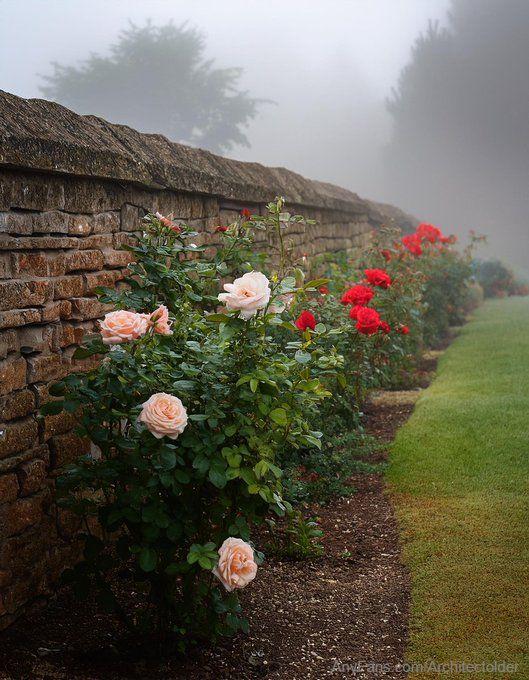 Misty roses create a certain m