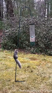 squirrel show presents