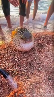 ball fish