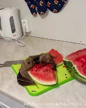 Bats having a watermelon party